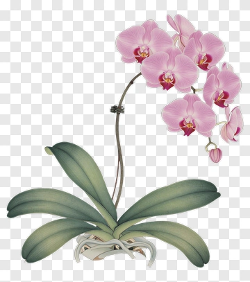 Pink Orchid Flower PNG