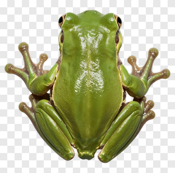 Green Frog PNG