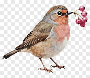 Bird Holding Red Berries PNG