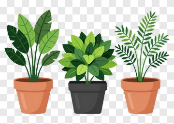 Collection Of Indoor Potted Plants PNG