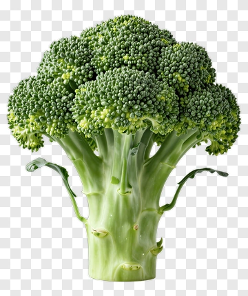 Fresh Broccoli PNG