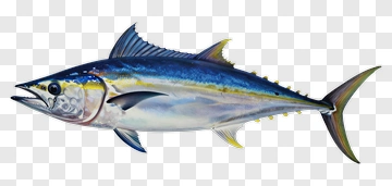Realistic Tuna Fish PNG