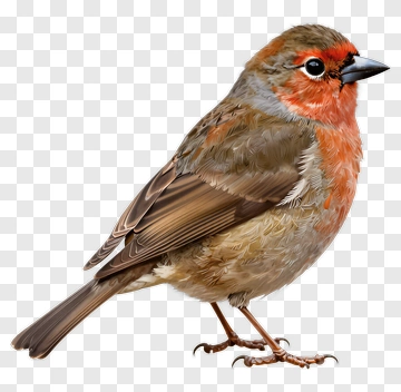 Bird With Red And Brown Feathers PNG