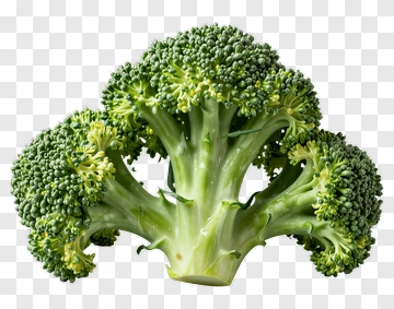 Fresh Broccoli PNG