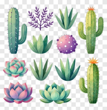 Colorful Succulent And Cactus Collection PNG