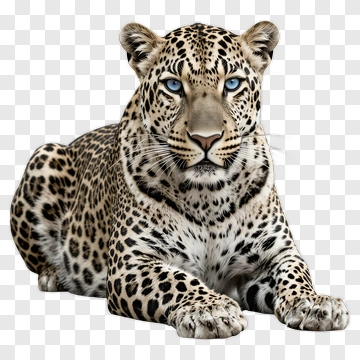 Leopard With Blue Eyes PNG