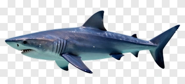 Realistic Shark Swimming In The Ocean PNG