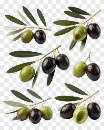 Olive Branch With Green And Black Olives PNG