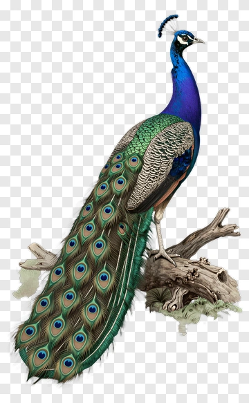 Colorful Peacock Standing On A Branch PNG