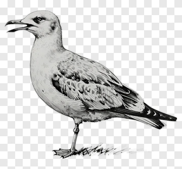 Illustration Of A Seagull PNG