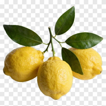 Lemon Branch With Three Fresh Lemons PNG