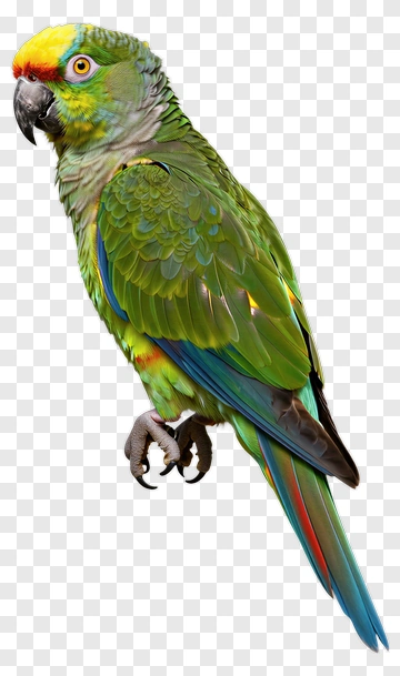 Colorful Parrot PNG