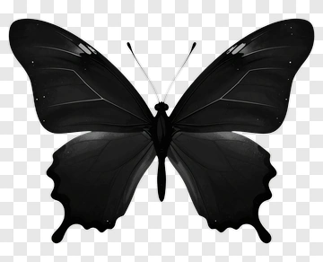 Black Butterfly PNG