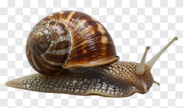 Snail With Shell PNG