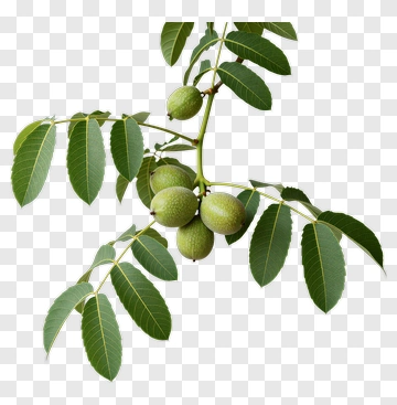 Walnut Tree Branch With Green Nuts And Leaves PNG