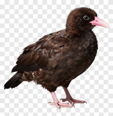 Brown Bird With Pink Beak PNG
