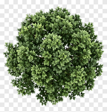 Green Bushy Tree PNG