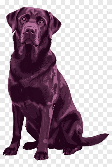 Cartoon Black Labrador Sitting PNG