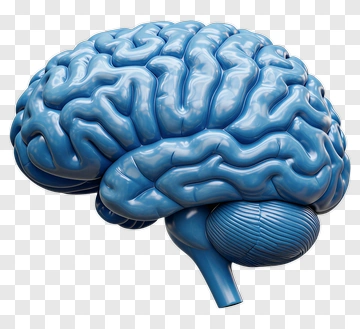 3D Blue Brain Model PNG
