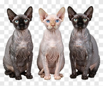 Sphynx Cats Sitting Together PNG