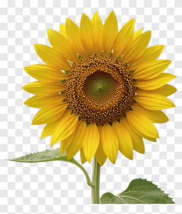 Sunflower With Bright Yellow Petals PNG
