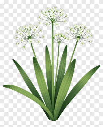 Flowering Plant With Green Leaves PNG