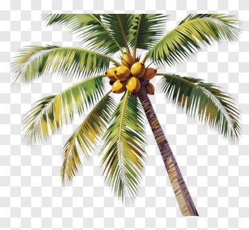 Coconut Palm Tree PNG