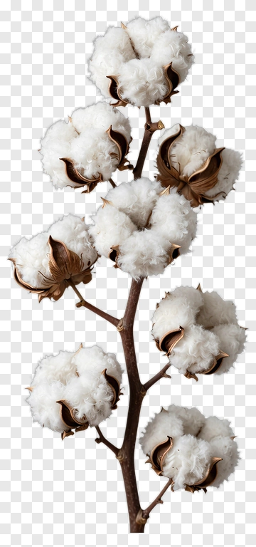 Cotton Plant With Bolls PNG
