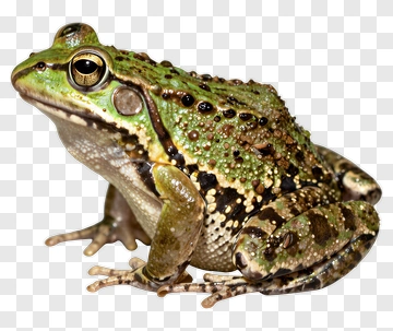 Green Frog PNG