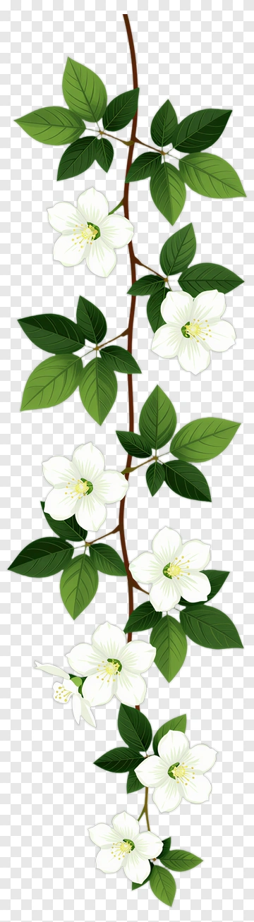 Flowering Branch With White Blossoms PNG