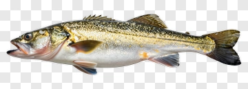 Freshwater Fish PNG