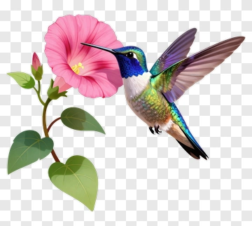 Colorful Hummingbird Near A Pink Flower PNG
