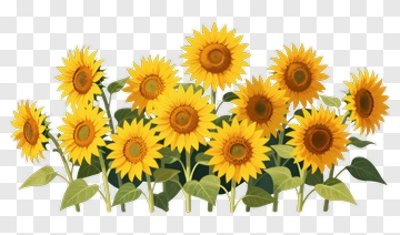Sunflower Bouquet PNG