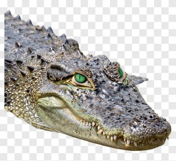 Crocodile With Green Eyes PNG