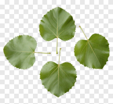 Green Leaves PNG