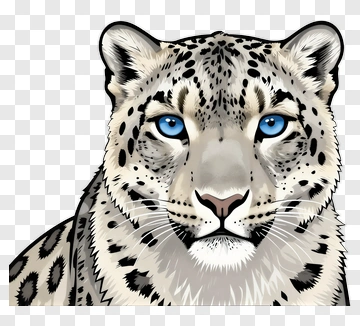 Snow Leopard With Blue Eyes PNG