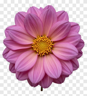 Pink Flower With Yellow Center PNG