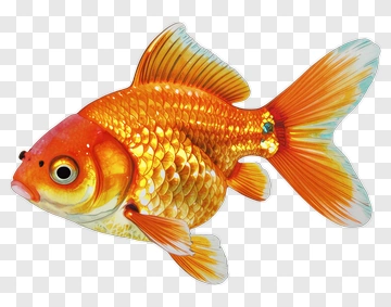 Goldfish Swimming In Water PNG