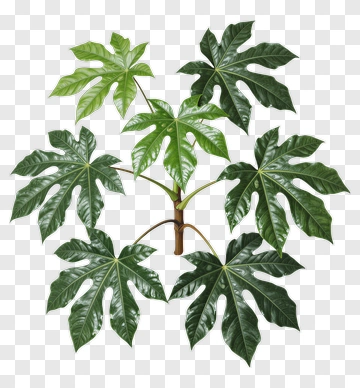 Papaya Leaf Arrangement PNG
