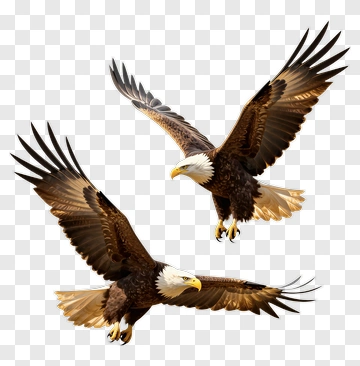 Bald Eagles In Flight PNG