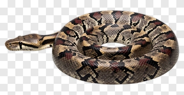 Python Snake Coiled In A Natural Pose PNG