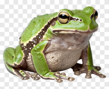 Green Frog PNG