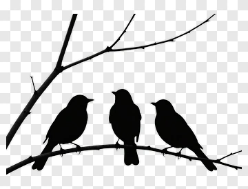 Silhouette Of Three Birds On A Branch PNG