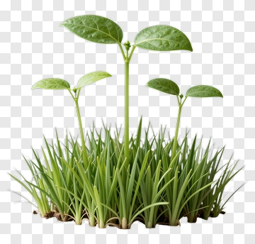 Green Plants Growing In Grass PNG