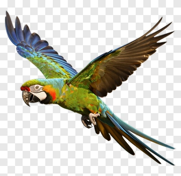 Colorful Macaw Flying PNG