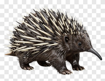 Echidna With Spines PNG