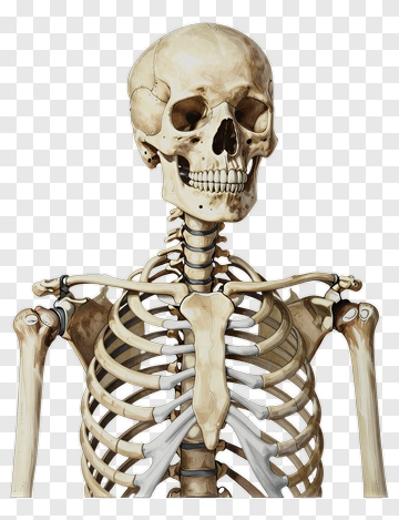 Human Skeleton Anatomy PNG