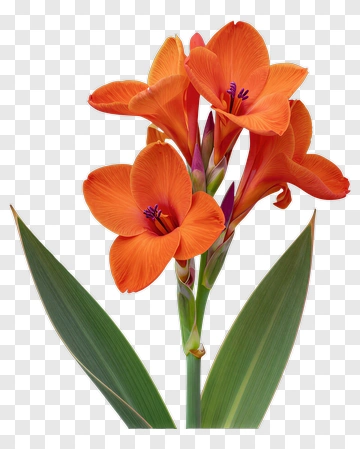 Colorful Orange Flower With Green Leaves PNG