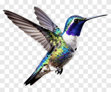 Colorful Hummingbird In Flight PNG