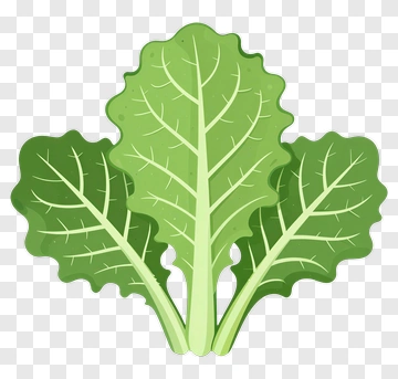 Green Leafy Vegetable PNG